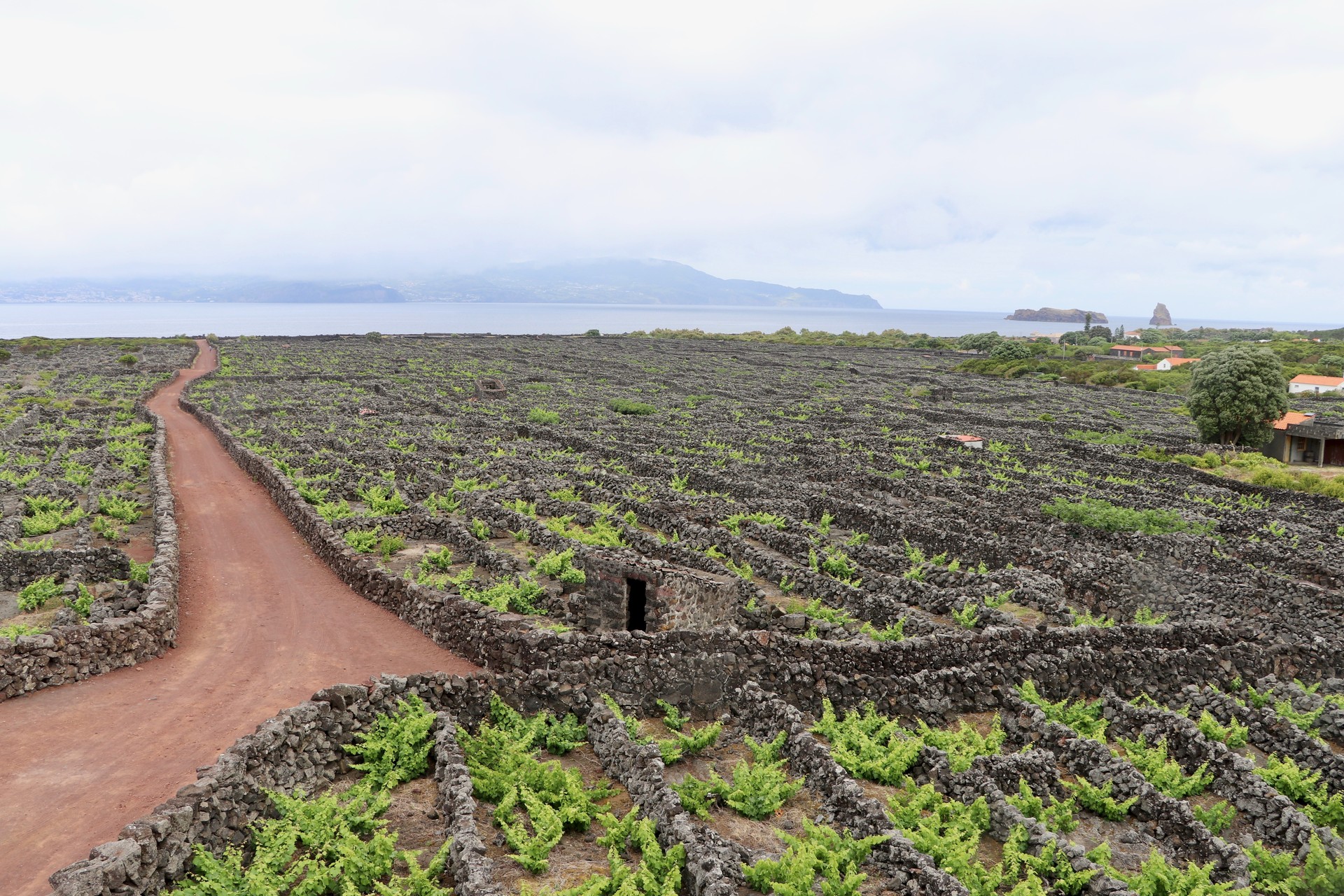 Vignobles sur basalte volcanique de Pico, Açores