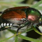 Popillia japonica : le scarabée qui dévore les vignes en quelques jours approche de la France