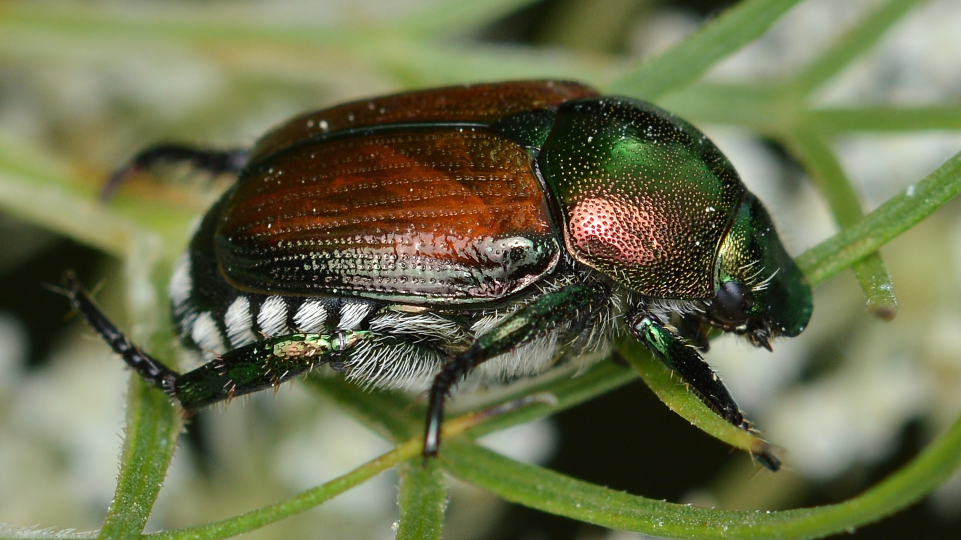 Popillia japonica scarabée japonais adulte insecte vert métallique vignobles