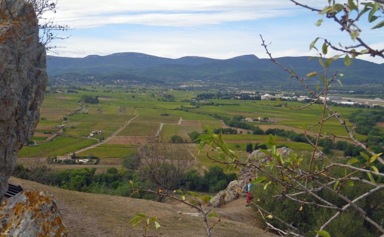 Provence 2026 : vendanges de nuit depuis le 7 août, le rosé bat tous ses records de précocité