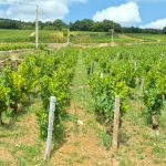 À Puligny-Montrachet, on vendange un 15 août : les grands blancs de la Côte de Beaune battent tous les records de précocité