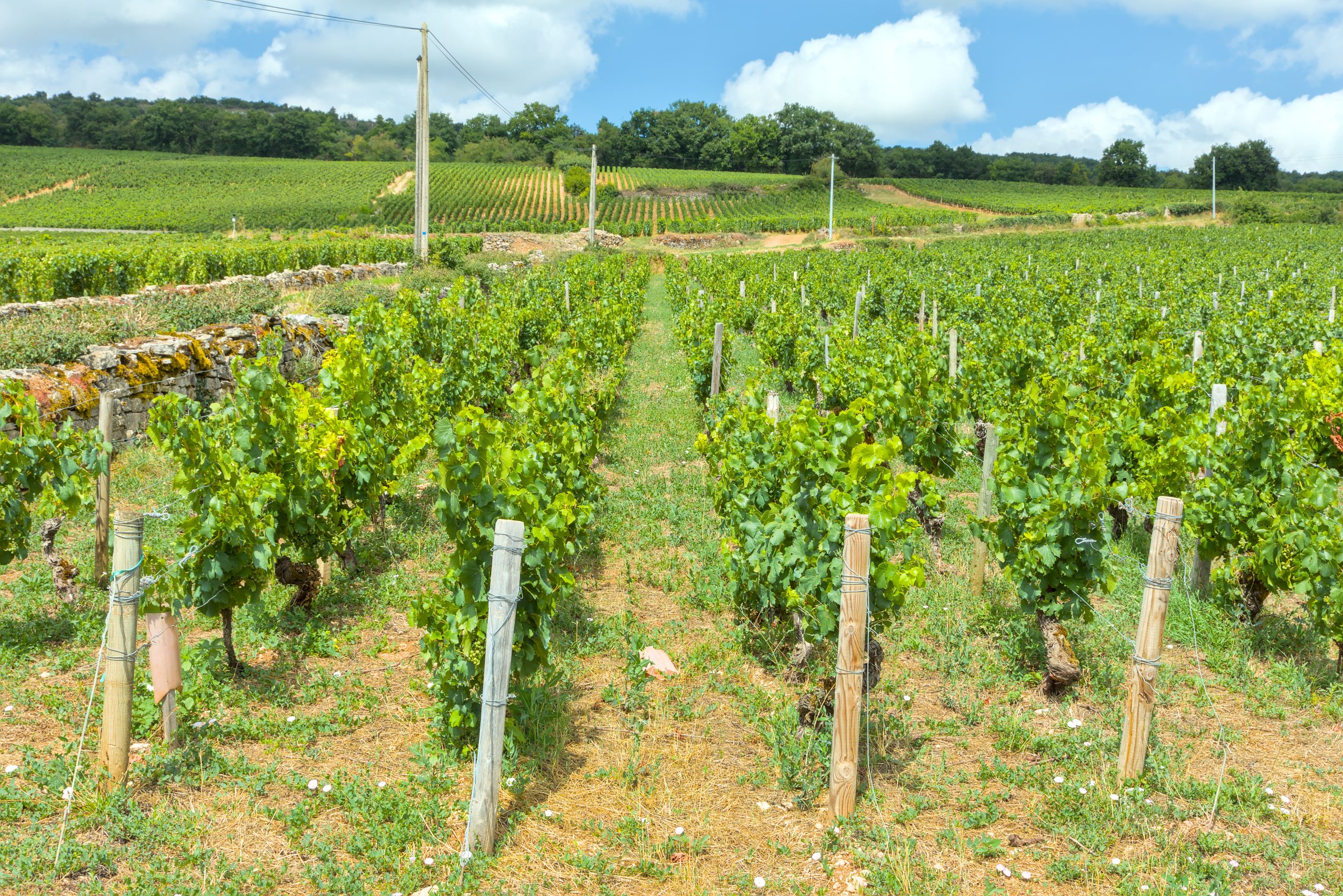 Vignoble de Puligny Montrachet, Clos de la Garenne Premier Cru