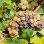 Dans la Sarthe, le vignoble de La Flèche a vendangé le 26 août : trois semaines d&rsquo;avance, une première absolue