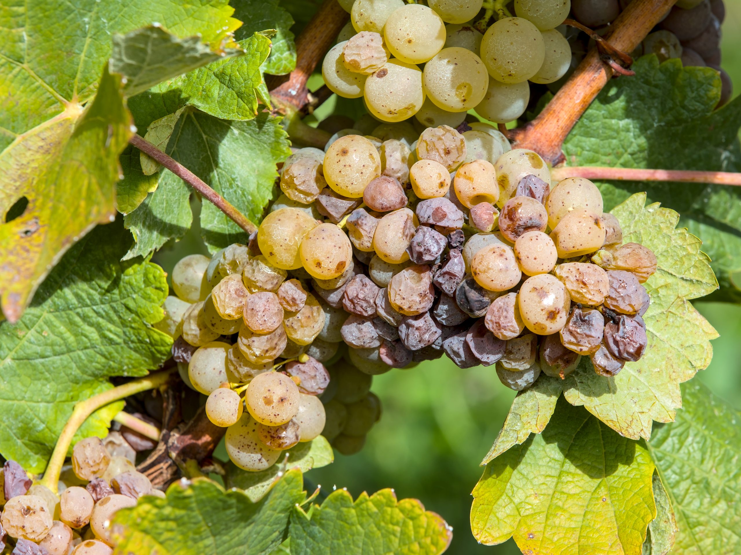 Vignoble de Rochecorbon, vallée de la Loire