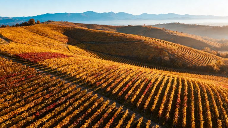 Guide Ruché : le cépage rouge floral du Piémont, arômes de rose et de cerise Vignoble de Castagnole Monferrato en automne, berceau du cépage Ruché
