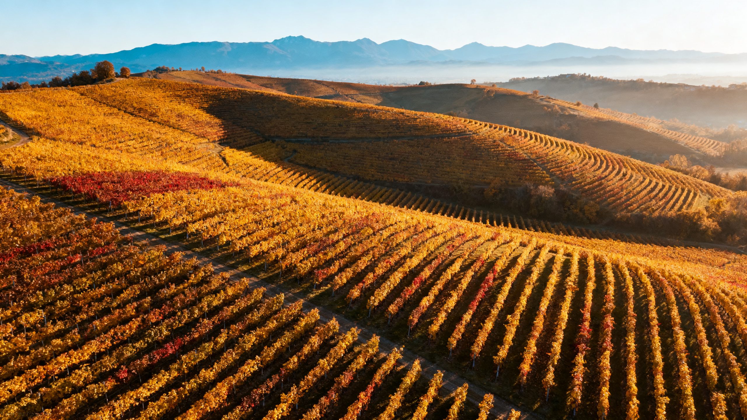 Vignoble de Castagnole Monferrato en automne, berceau du cépage Ruché