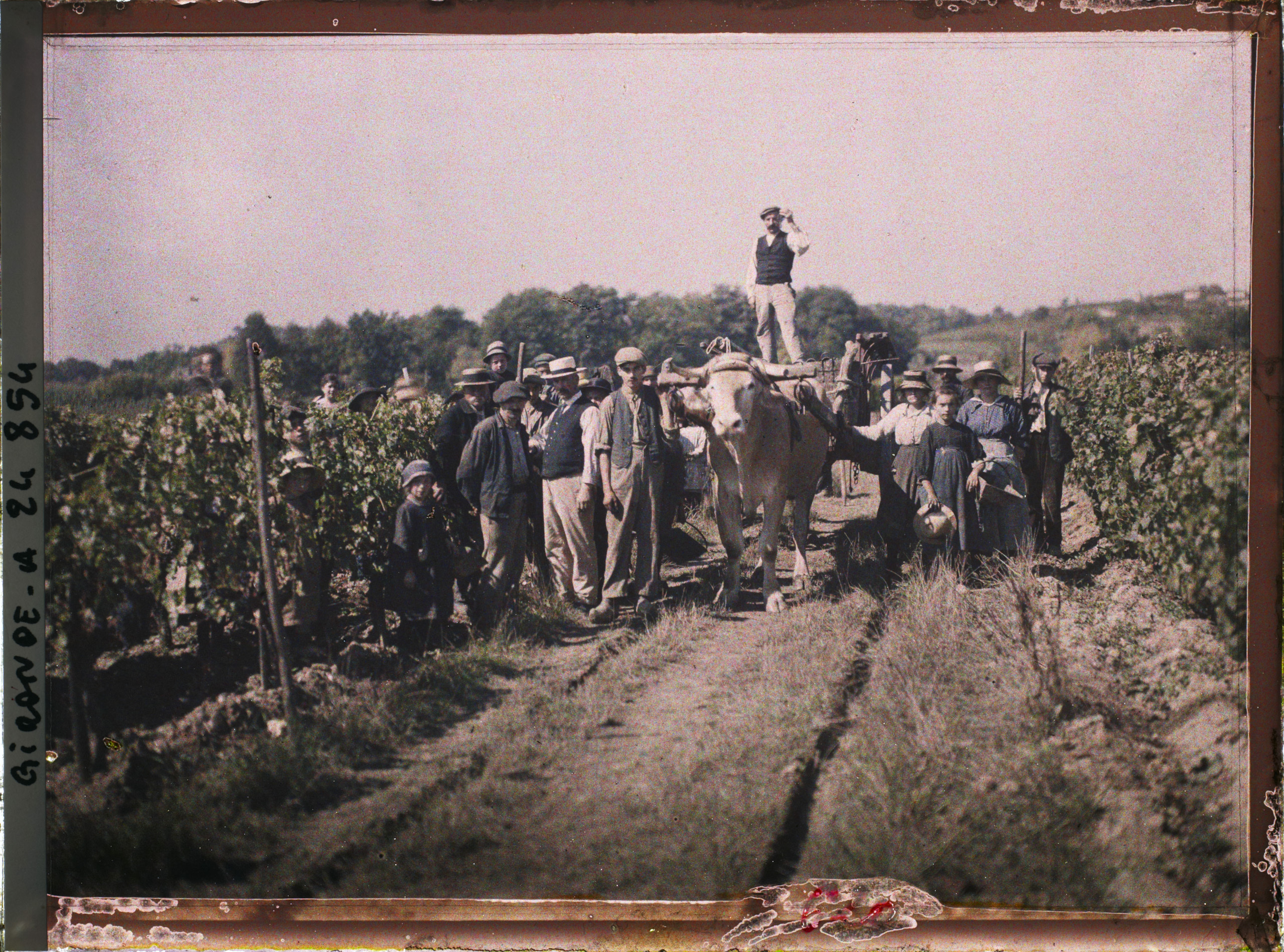 Vendangeurs dans les vignes de Saint-Emilion, Chateau Pavie