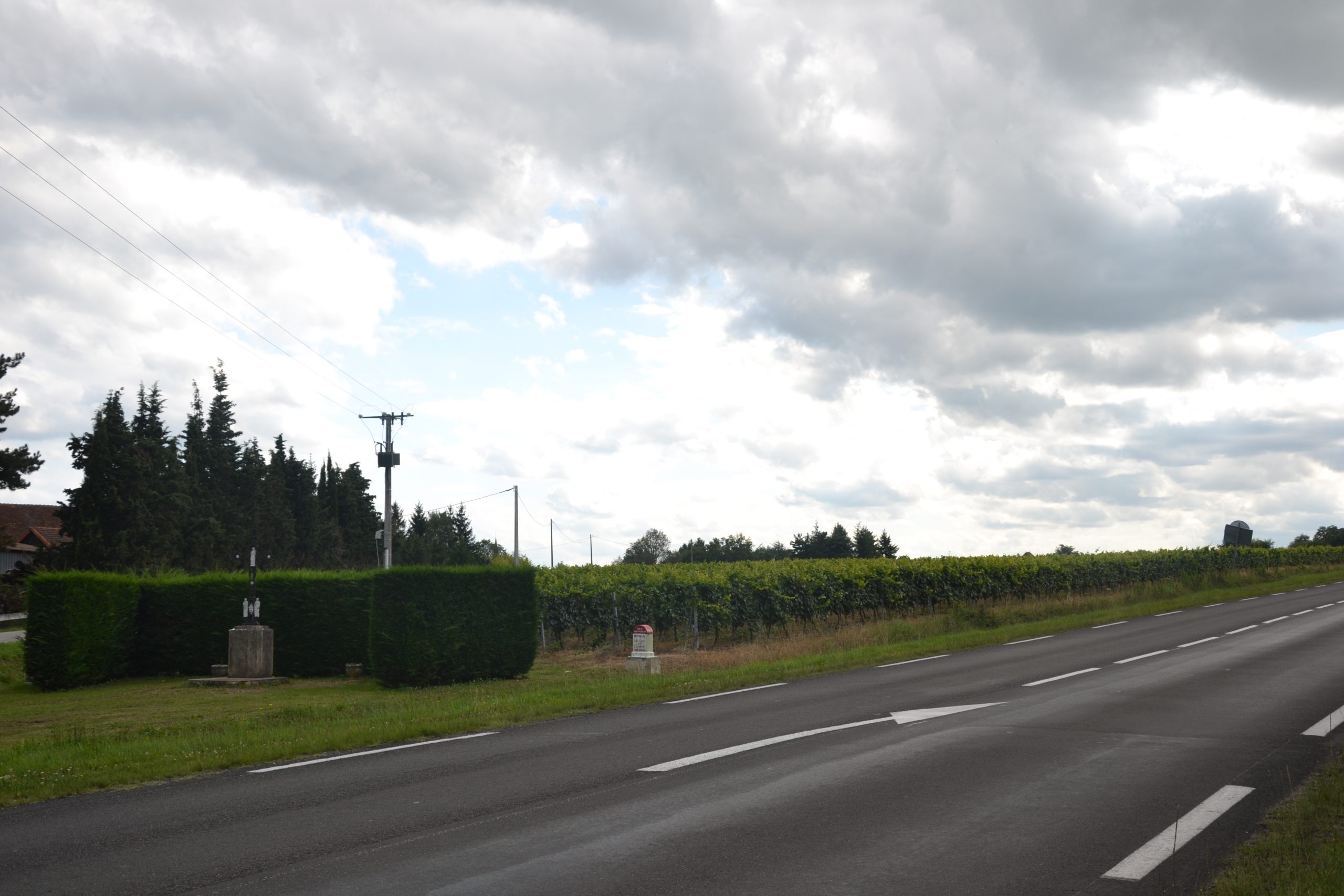 Vignes de Saint-Pourçain en Auvergne