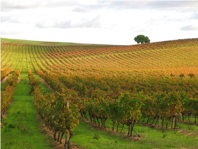 Trincadeira : guide complet du cépage rouge portugais Vignoble automnal en Alentejo Portugal, région principale de la Trincadeira, cépage rouge au fruité explosif