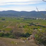 Dans le Var, les vendanges ont commencé dix jours après l incendie. La vraie peur des vignerons s appelle le goût de fumée.