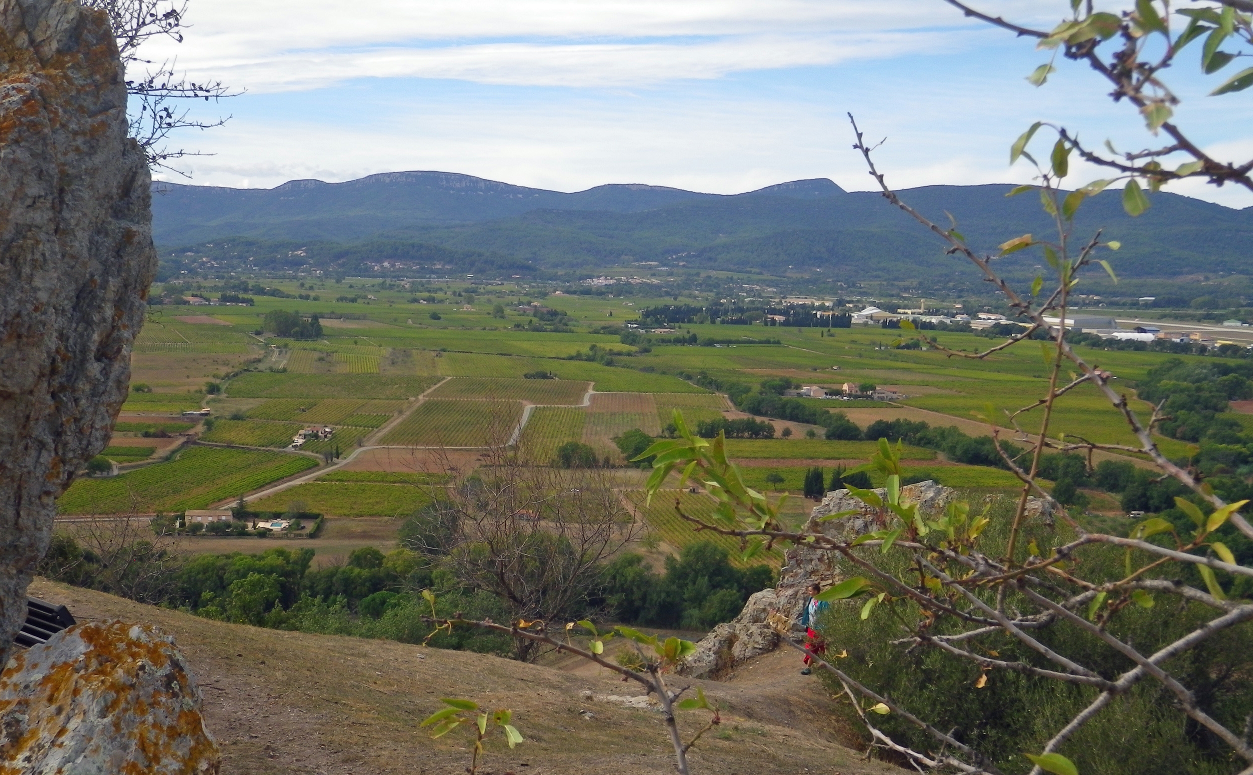 Vignoble des Côtes de Provence entre Cuers et Pierrefeu-du-Var, Var, France