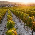 Vendanges 2026 à Reims : la Montagne de Reims en récolte depuis le 12 août, dates par zone