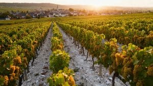 Vendanges 2026 à Reims : la Montagne de Reims en récolte depuis le 12 août, dates par zone