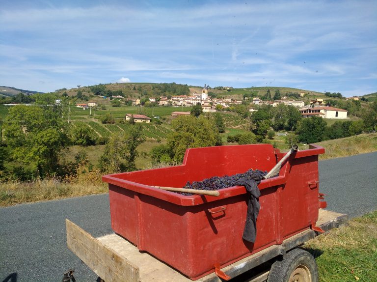 Ban des vendanges Beaujolais 2026 : fixé au 27 août, Brouilly et Fleurie partent le 10