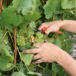 Vendanges dès le 6 août : Champagne et Bordeaux battent tous les records de précocité