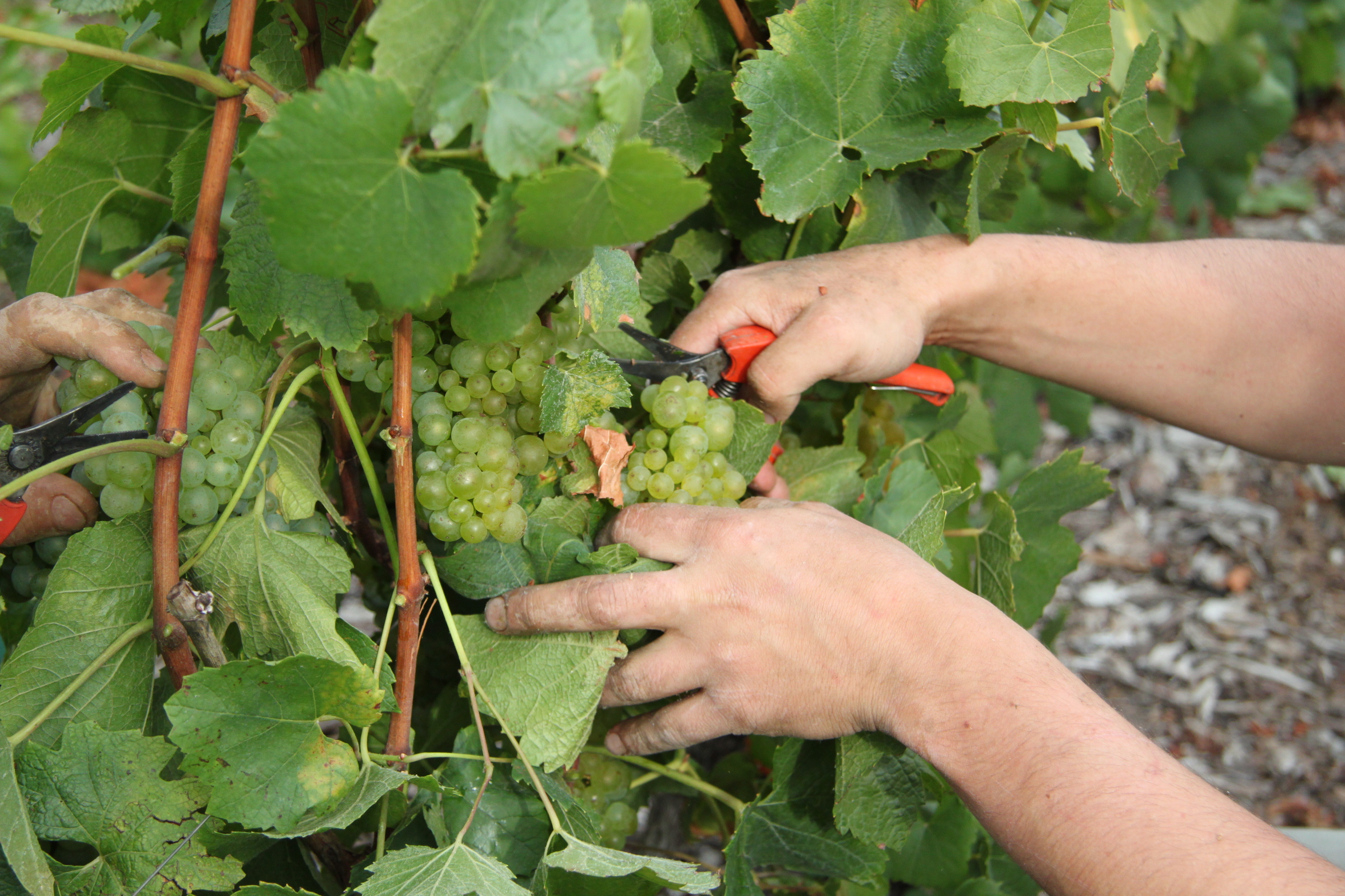 Vendanges en cours dans les vignes de Chardonnay à Avize, Champagne