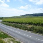 Vendanges Marne 2026 : dates Montagne de Reims, Vallée de la Marne, Côte des Blancs