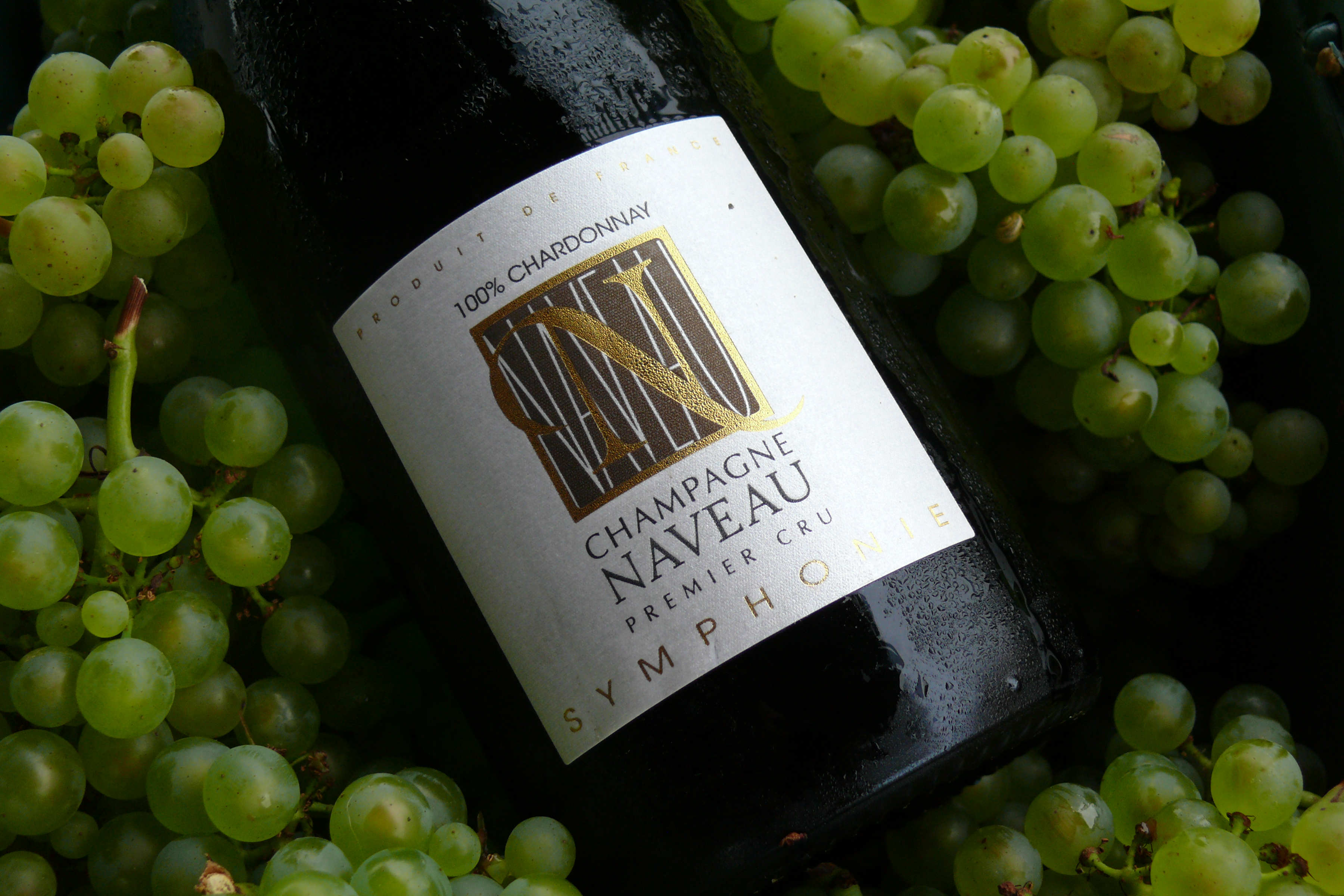Vendanges 2026 sur la Côte des Blancs, grappes de Chardonnay récoltées à la main en Champagne