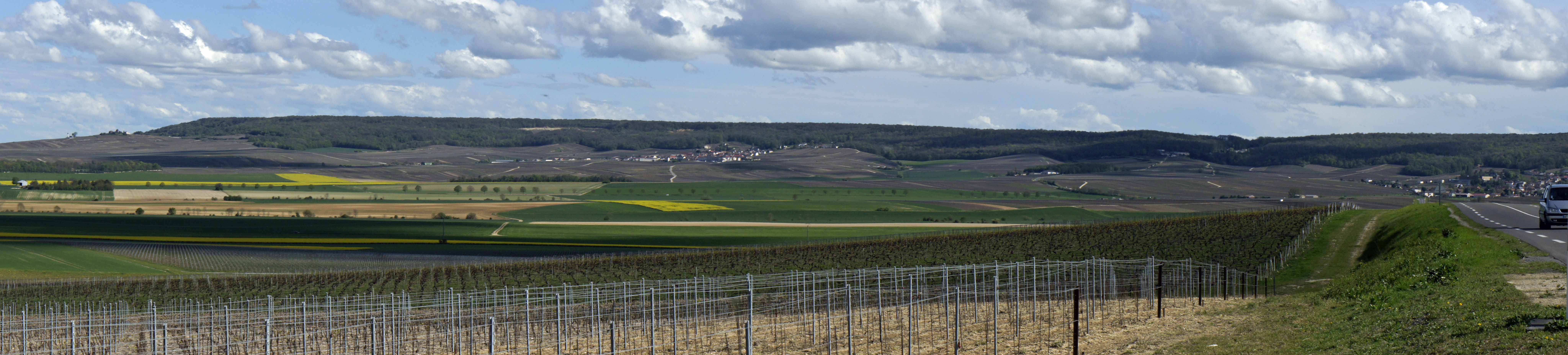 Vignoble de la Montagne de Reims en période de vendanges 2026, rangées de Pinot Noir sous le soleil d'août