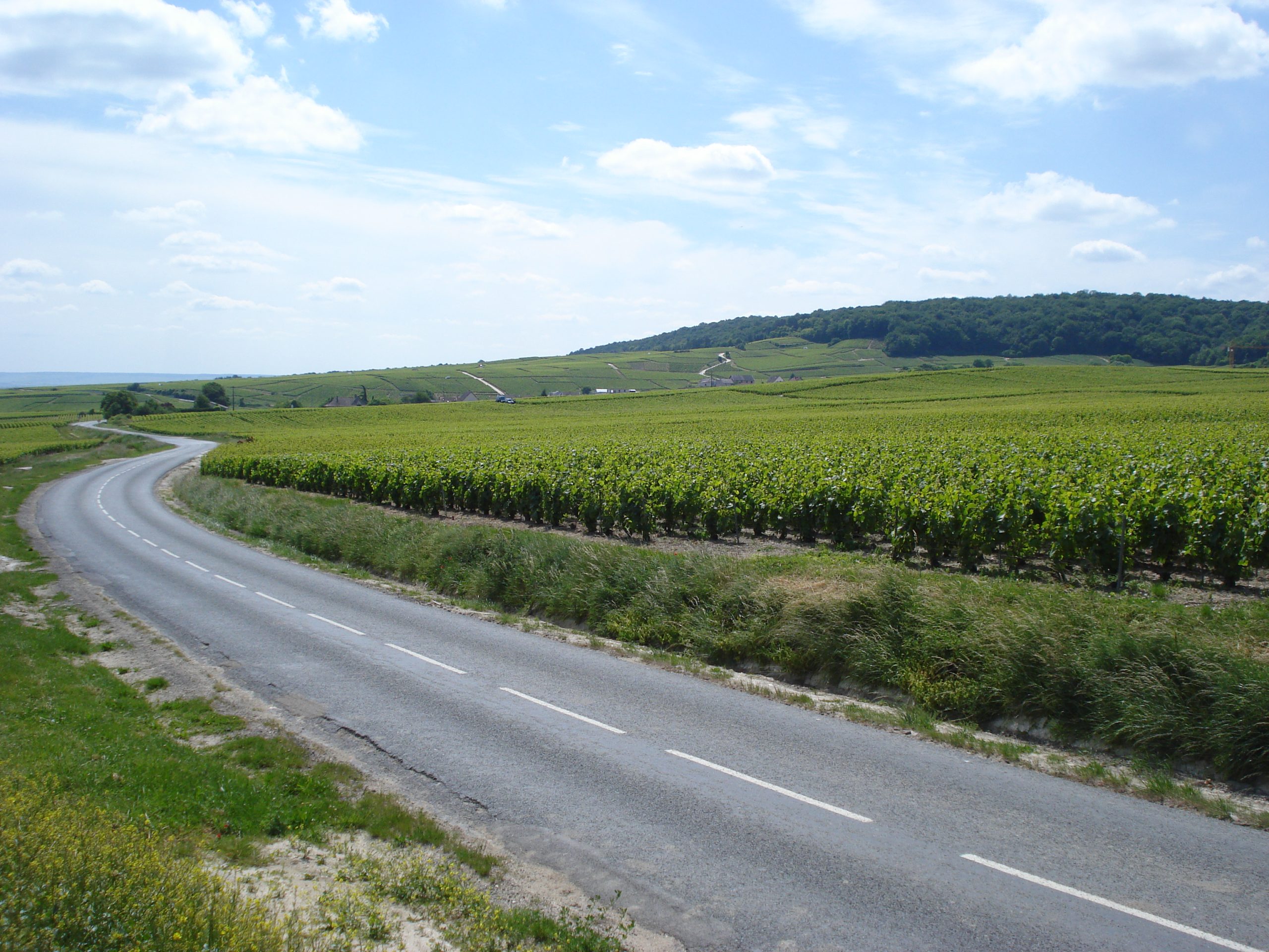 Vignes au pied de la Montagne de Reims — Vendanges 2026