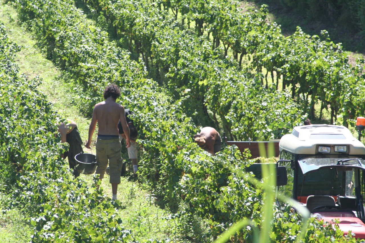Vendangeurs récoltant à la main dans un vignoble du Vaucluse en 2026
