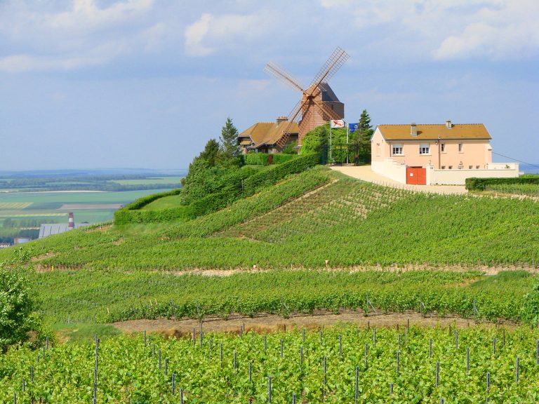 Dans le Champagne 2026, les raisins les plus sucrés depuis des décennies font craindre des bulles à plus de 13% d&rsquo;alcool