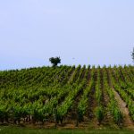 Cette année, le Jura ne fera pas de vin de paille : la sécheresse a vidé les raisins avant les vendanges