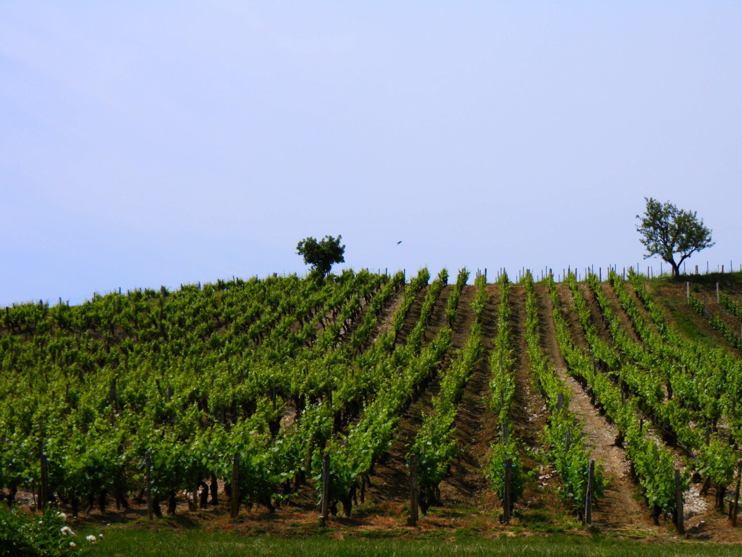 Vignoble d Arbois Jura 2026 sécheresse vendanges