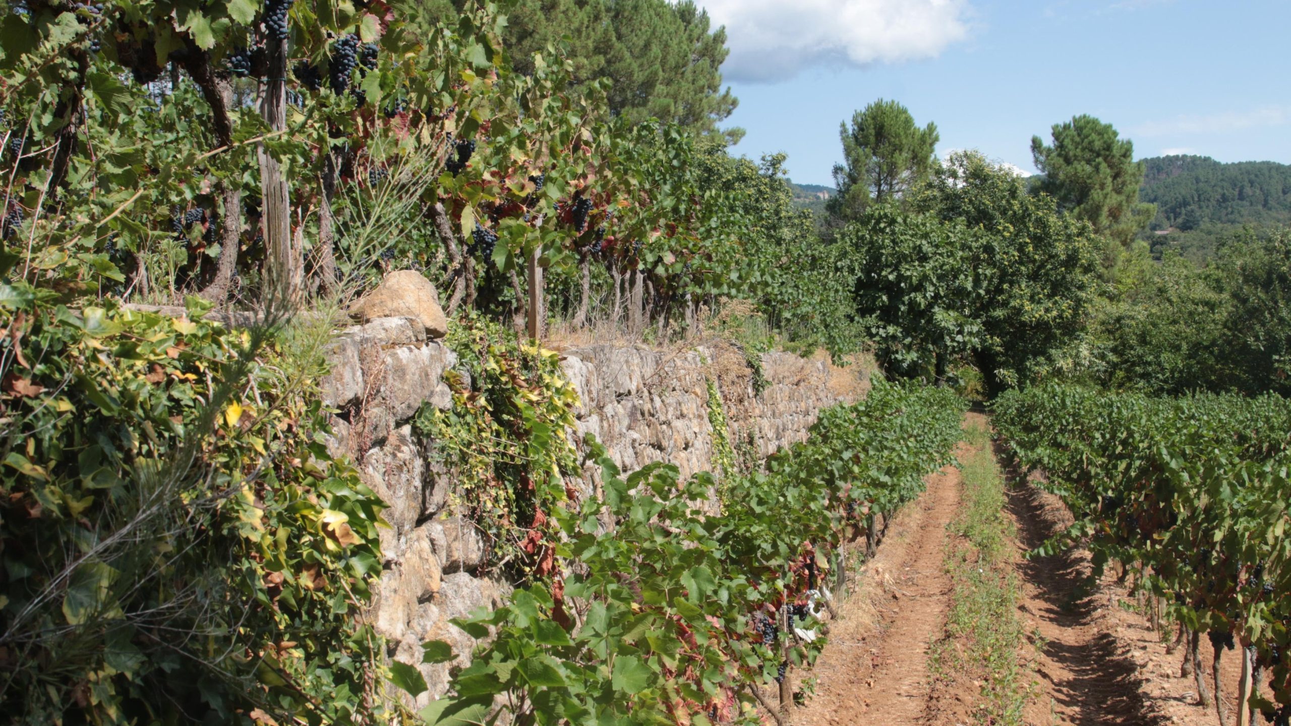 vignes en terrasse Ardèche vallée du Rhône Nord vignoble