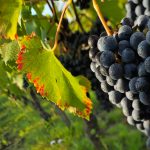 30 hl/ha à Pomerol : derrière la vendange record, les vignes bordelaises de 2026 tiraient sur leurs réserves