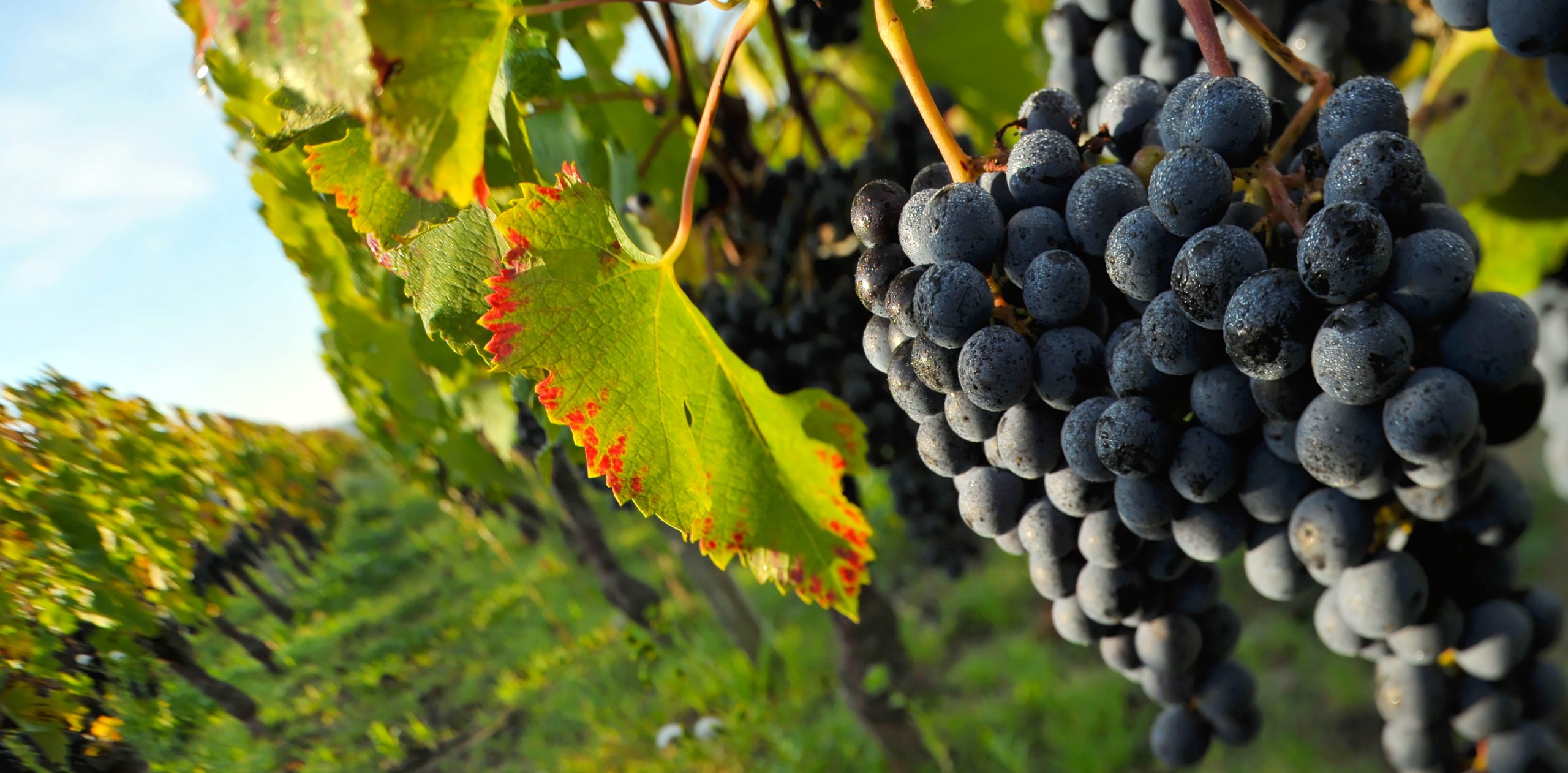 Vignes du Médoc, Bordeaux, été 2026