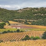 10,5° samedi, 13° lundi : en Languedoc, le raisin de 2026 ne suit plus aucun calendrier