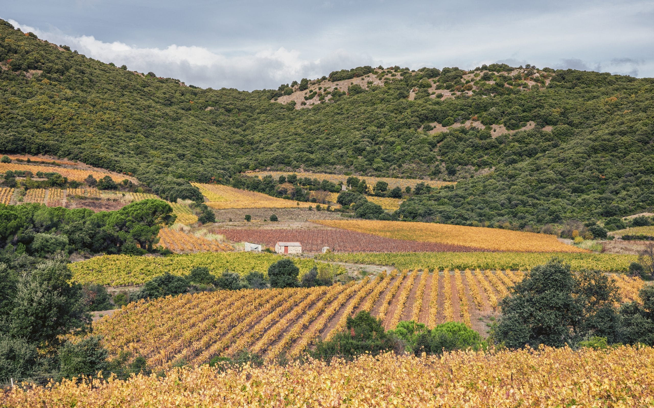 Vignes en Languedoc-Hérault, AOC Cabrières au pied du Pic de Vissou, août 2026