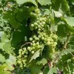 Avant on commençait au 15 septembre : en Isère, le vignoble alpin entre en cave le 12 août, record depuis 2003