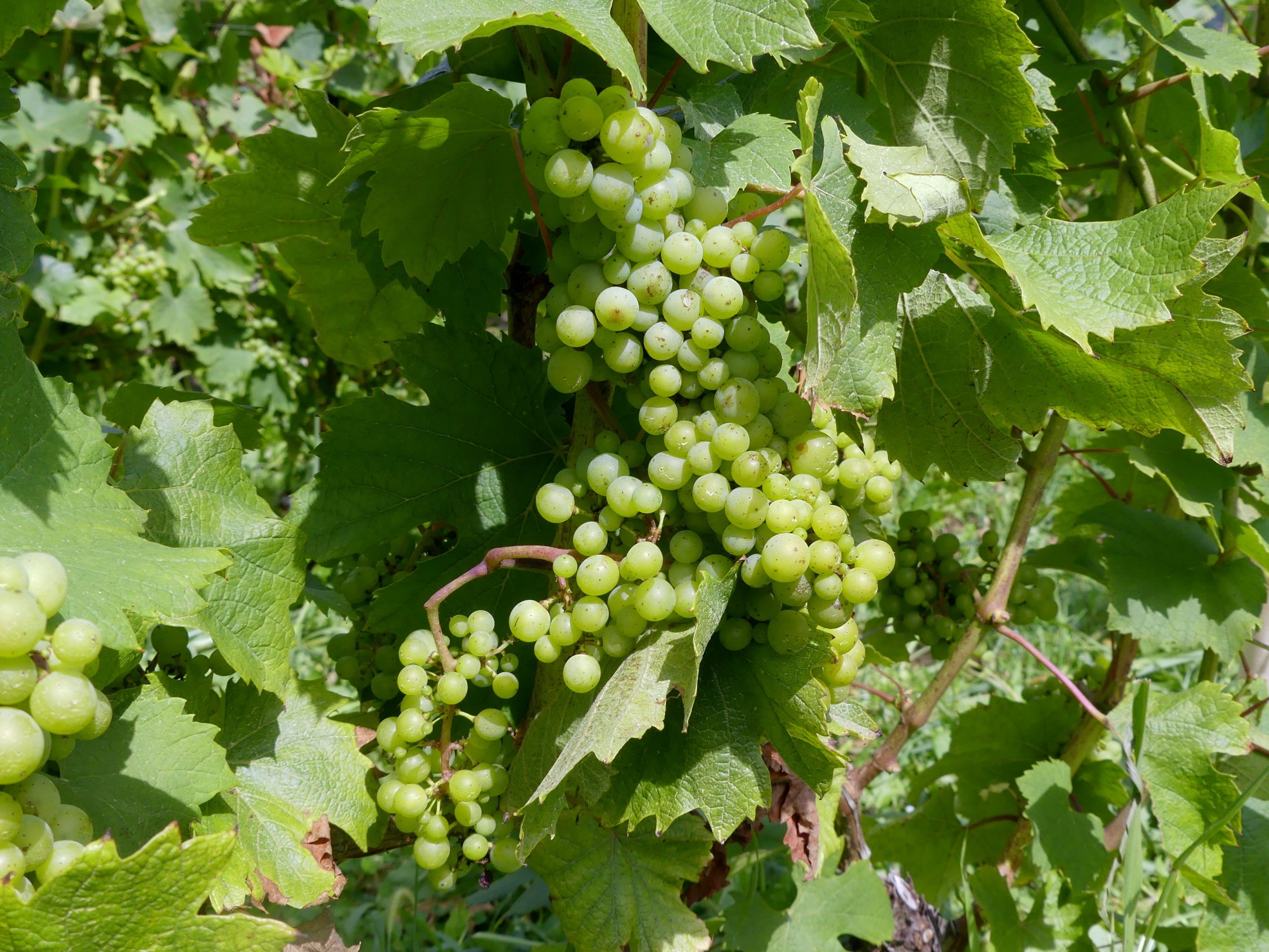 Grappe de raisins mûrs sur une vigne en Savoie — vignoble alpin en août 2021