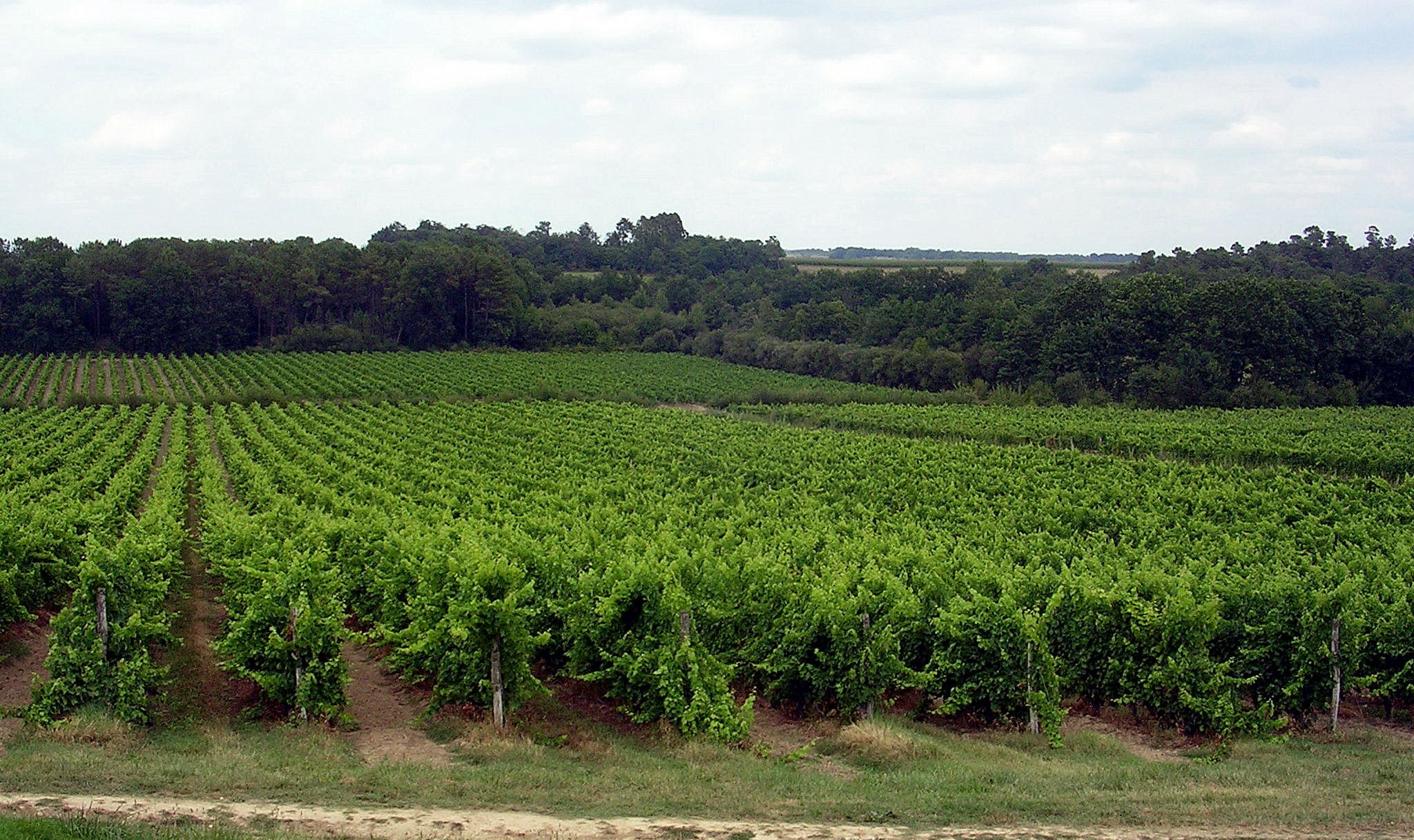 Vignoble d'Armagnac dans les Landes — exemple de viticulture gasconn