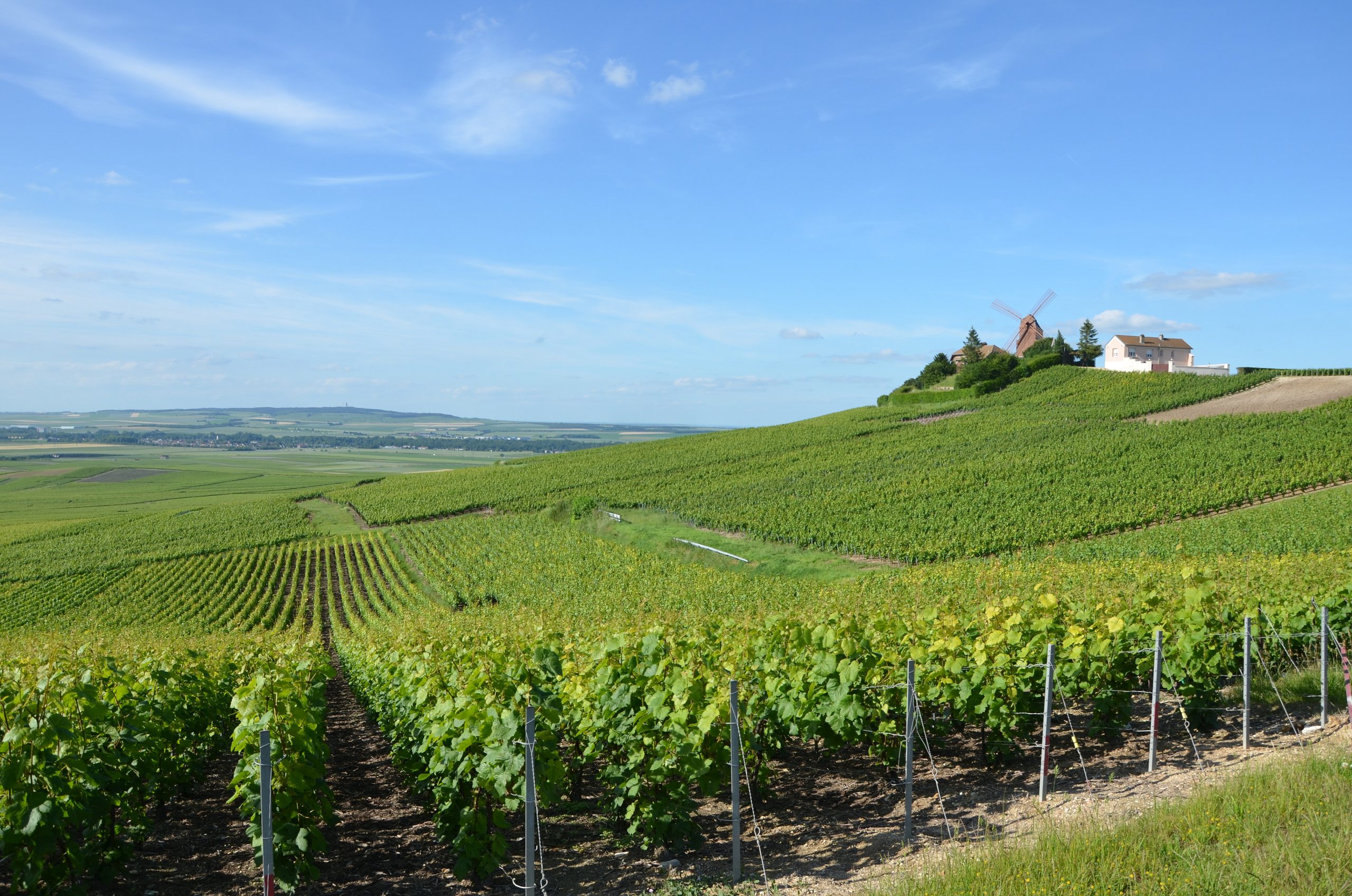 Vignobles de Champagne près d'Aÿ Verzenay (Marne) — Pline, CC BY SA 3.0