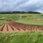 « On vendange un 14 août » : dans la vallée de la Marne, la Champagne pulvérise ses records de précocité