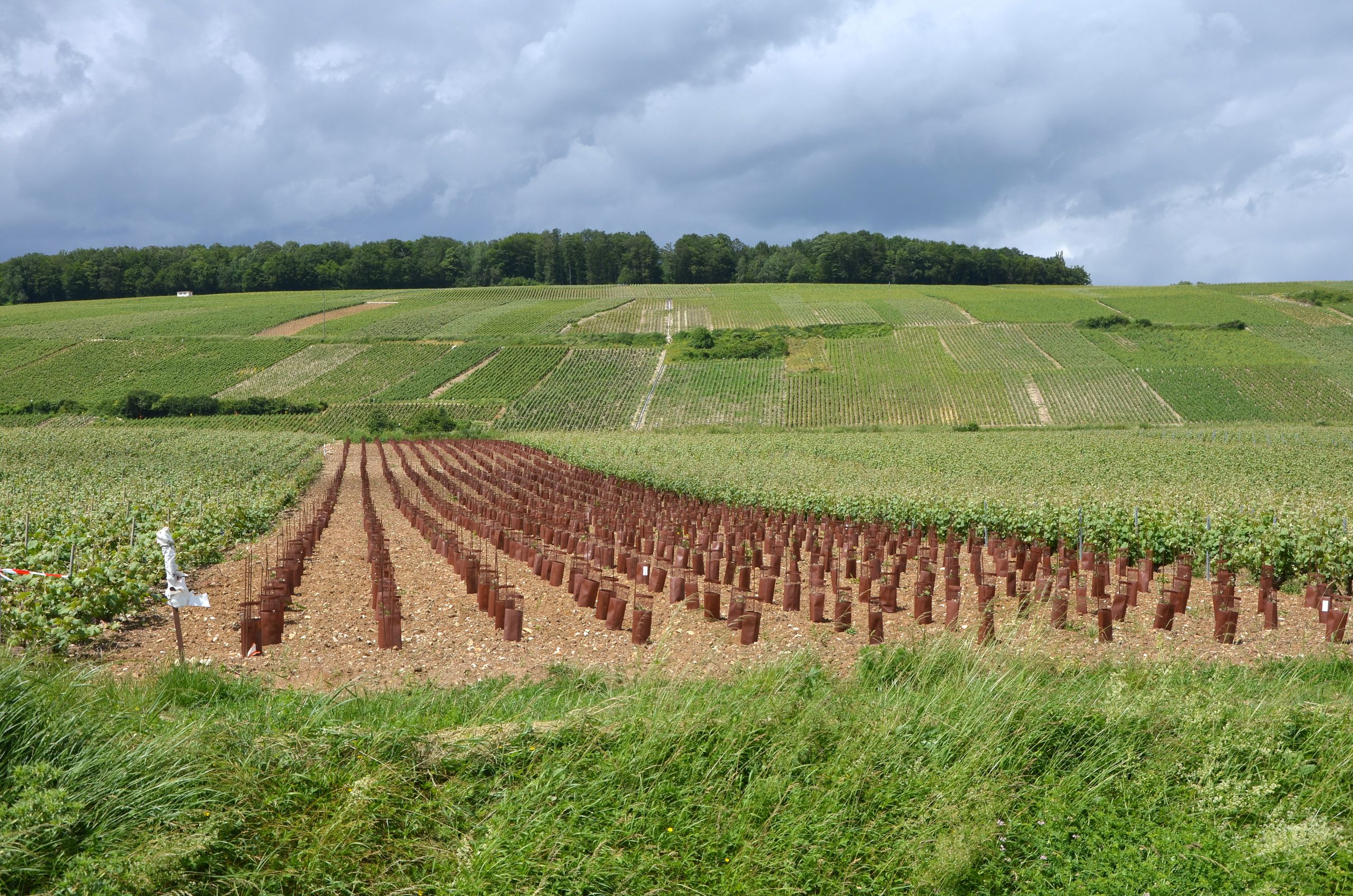 Vignoble champenois dans la vallée de la Marne vers Courcelles (Aisne)