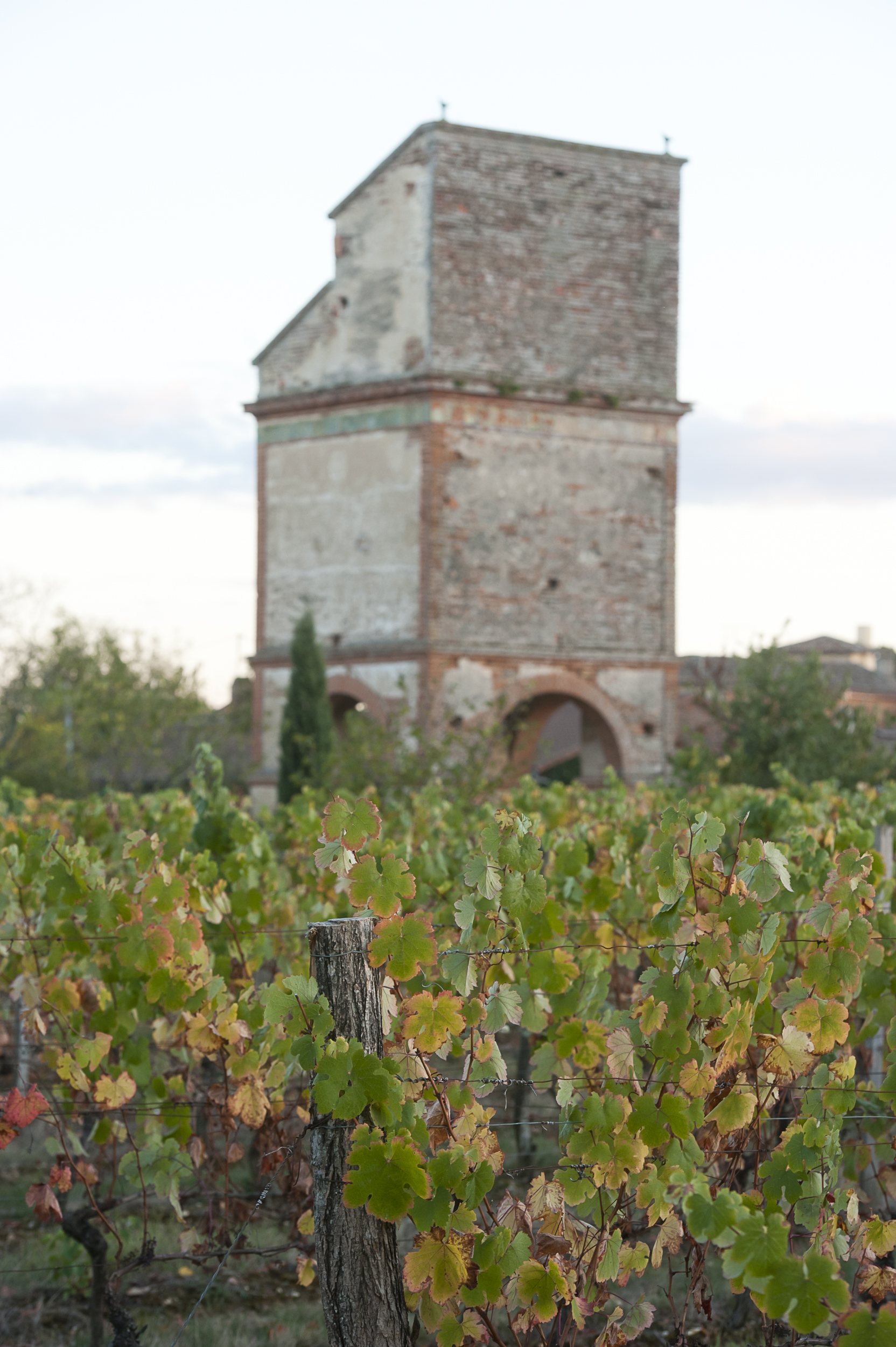 Vignoble de Fronton dans la Haute-Garonne, cépage Négrette