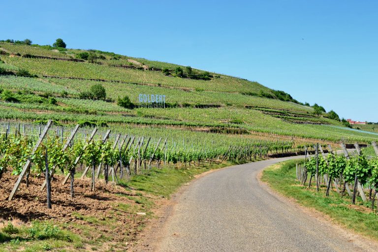 « Il n&rsquo;y a plus de règles » : les vendanges alsaciennes 2026 battent tous les records, le ban général attendu le 17 août