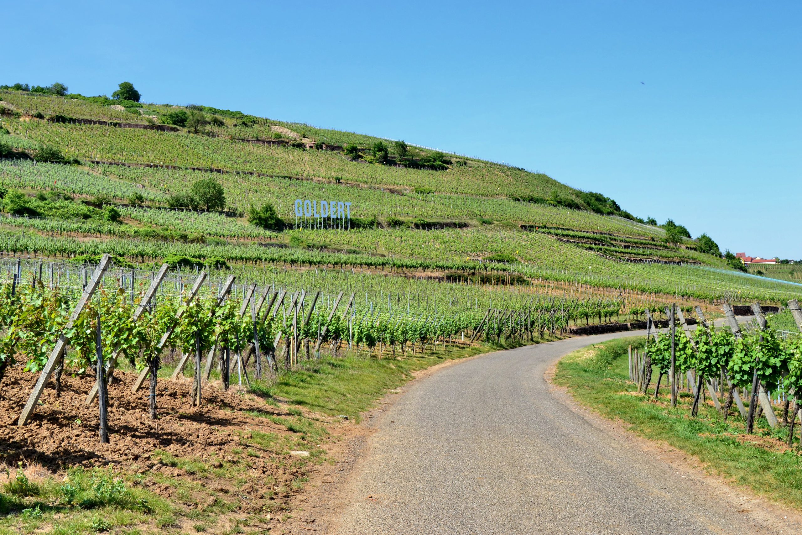 Vignoble du Grand Cru Goldert à Gueberschwihr, Alsace, lors des vendanges 2026