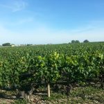 Les feux de Gironde n&rsquo;ont pas brûlé le raisin, mais ils ont vidé les châteaux de leurs touristes