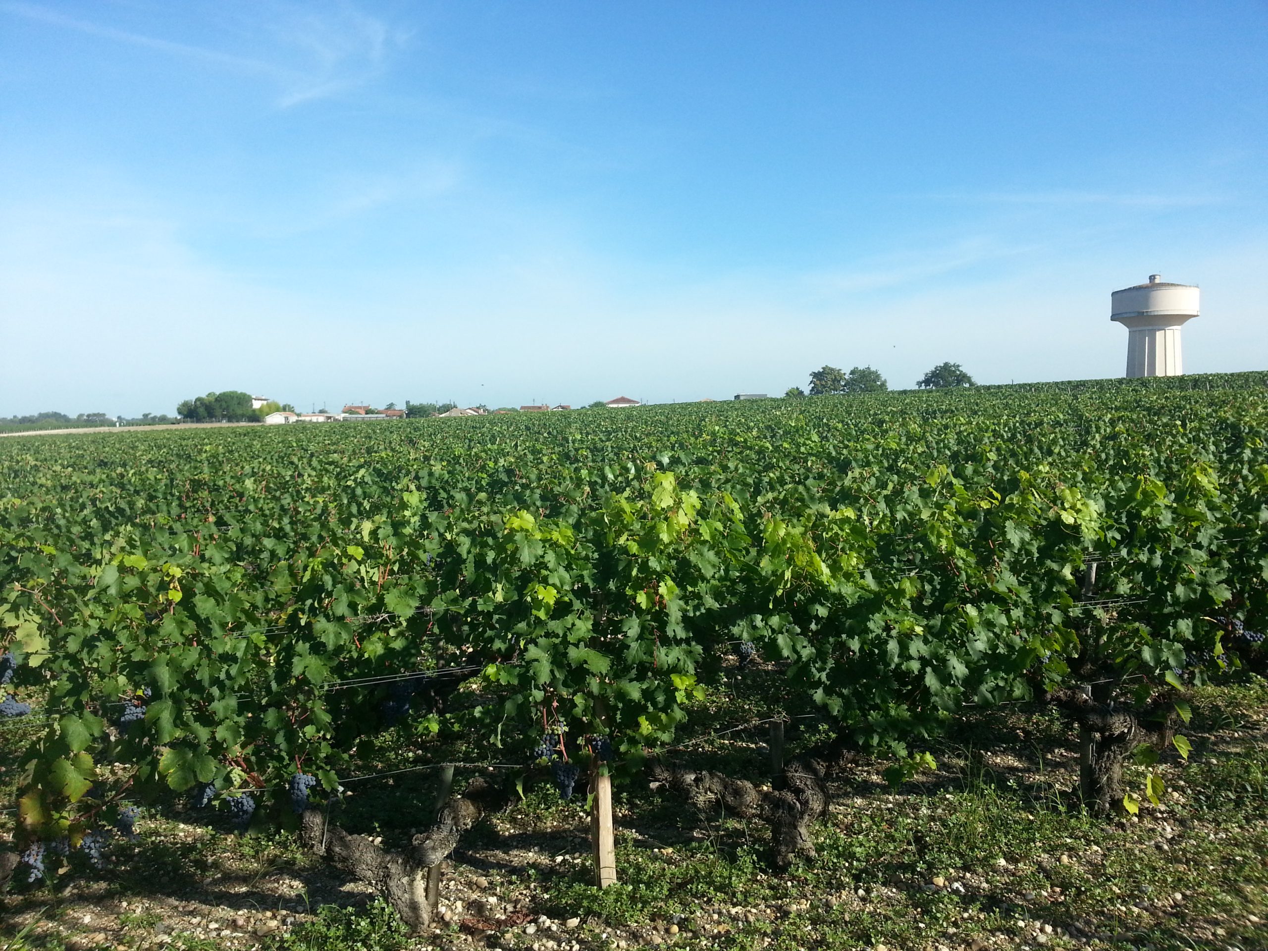 Vignoble de Haut Brion, Pessac Léognan (Bordeaux)