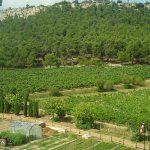 Après des vendanges 2026 dévastées, les vignerons réclament une année blanche : pas des prêts, une remise à zéro