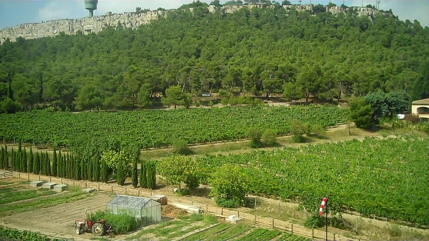 Vignoble du Languedoc en été, Château de l Hospitalet, AOC La Clape