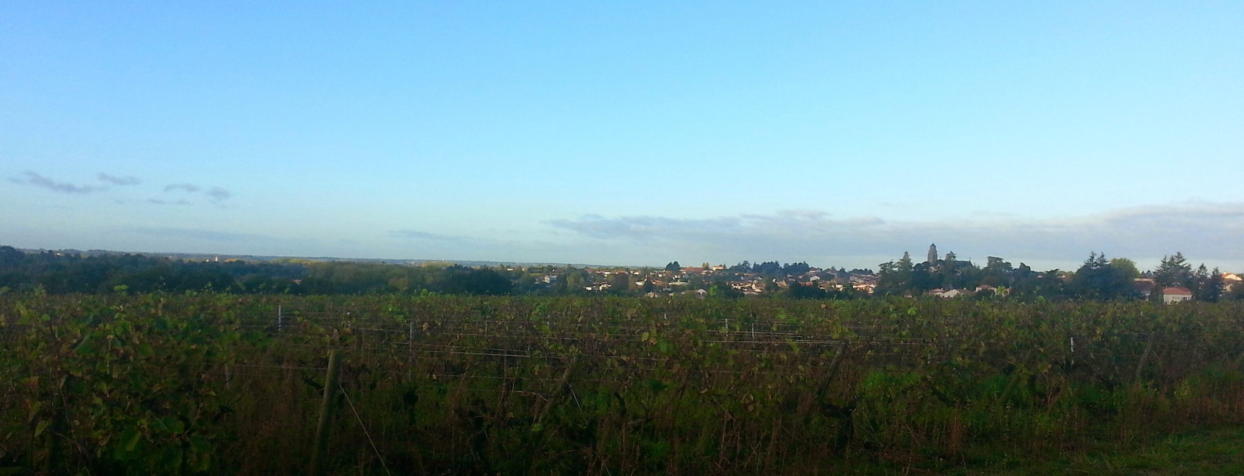 Vignoble du Muscadet à Vallet en Loire-Atlantique, porte de la Bretagne
