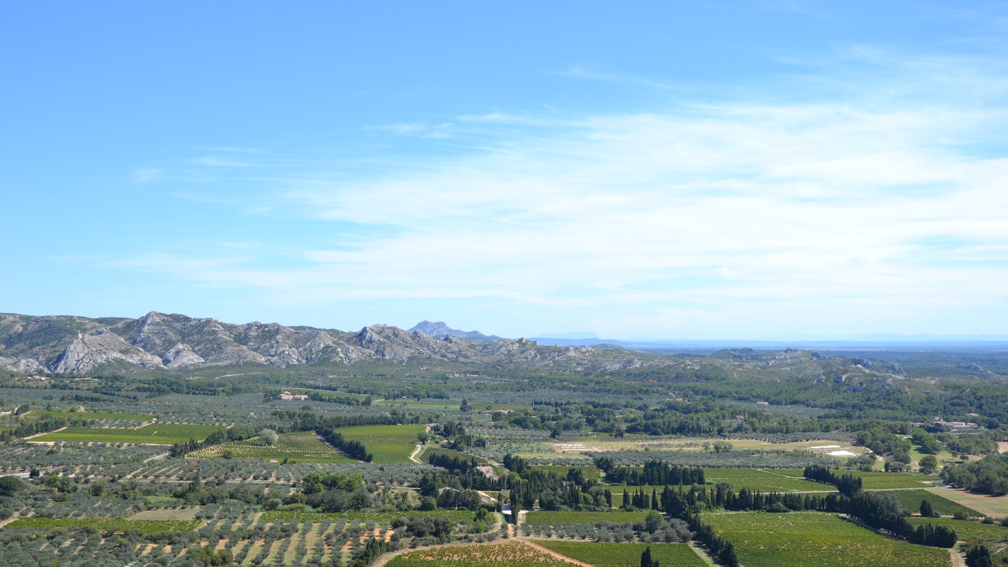 Vignoble de Provence au pied des Alpilles