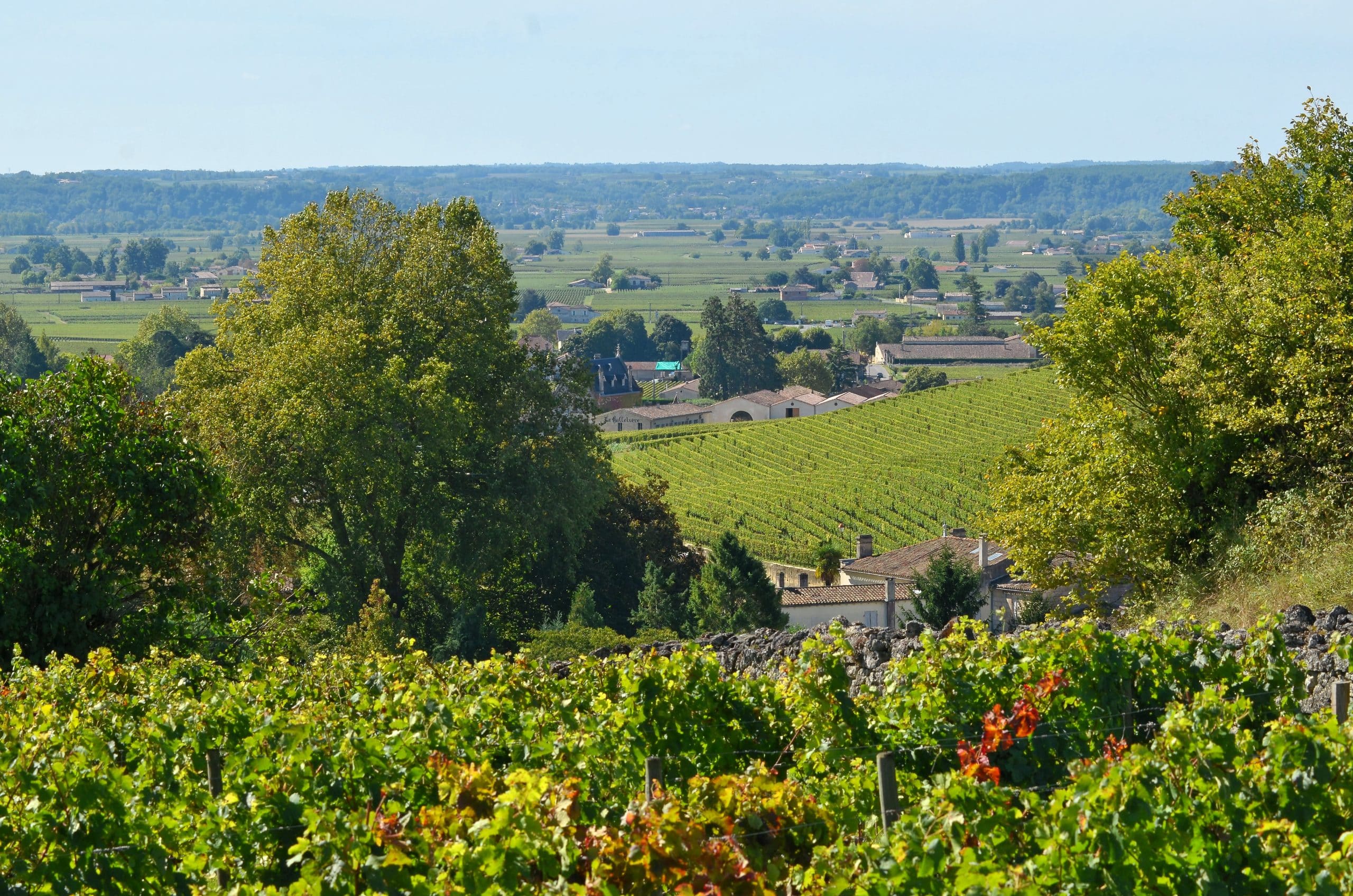 Vignoble de Saint-Emilion au coeur du Bordelais, rangées de vignes sous le ciel de Gironde