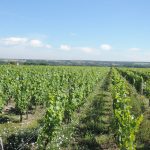 Dans le vignoble de Chinon, on se mobilise contre un ennemi invisible : la flavescence dorée gagne du terrain en Loire